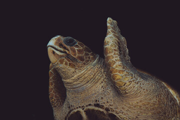 Loggerhead sea turtle, Chelonia mydas, Monaco, French Riviera, France