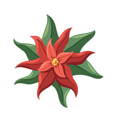 Poinsettia holly Christmas flower bloom