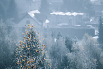 Przymrozek © Grzegorz Polak