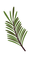 New Year fir tree branch