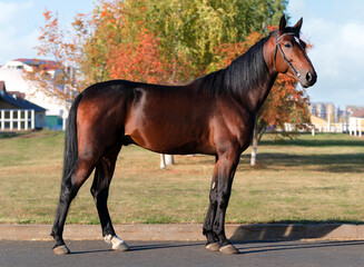 Horse. A thoroughbred horse of the Oryol Trotter breed. Harness racing. Trotting horse race. Side view. In full growth. Autumn background
