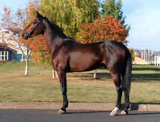 Horse. A thoroughbred horse of the Oryol Trotter breed. Harness racing. Trotting horse race. Side view. In full growth. Autumn background
