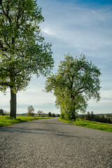 Obstbäume im Frühling seitlich der Strasse