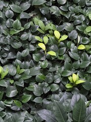 green leaves background