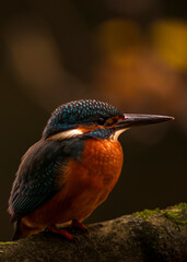 kingfisher on a branch