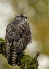 buzzard 
