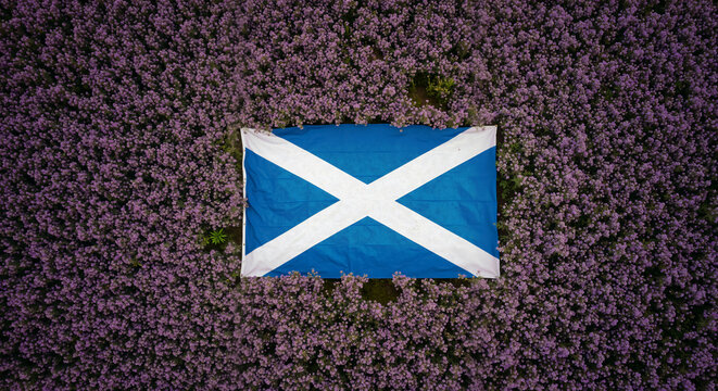 Aerial flat lay of the flag of Scotland on a field of purple flowers. The Saltire, a symbol of national pride and heritage. St. Andrew's Day celebration background