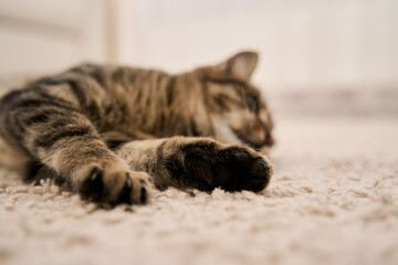 Relaxed domestic cat lying on the floor at home. Cute pet resting and enjoying cozy home...