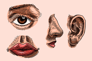 Human face parts or sensory organs set. Nose, ear, eyes, mouth and lips. Hand drawn engraved illustration for biology, anatomy, medicine.
