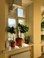 Indoor plants on a sunny windowsill above a white radiator in a light yellow room.