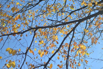 fall leaves 