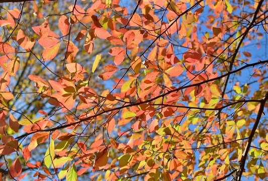 fall leaves 