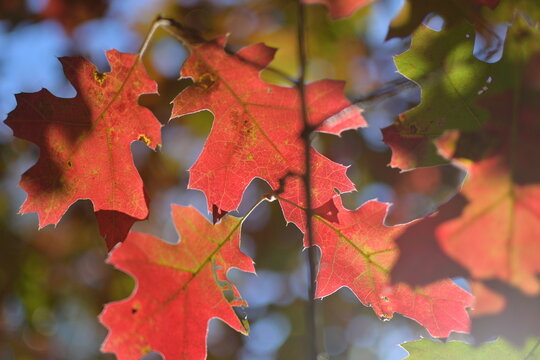 fall leaves 