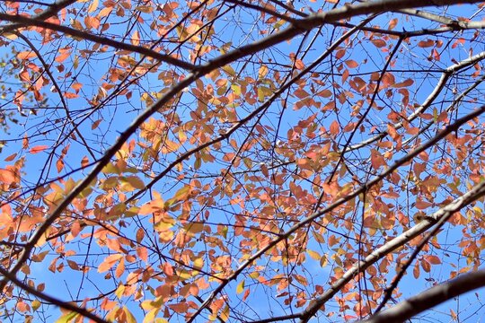fall leaves 