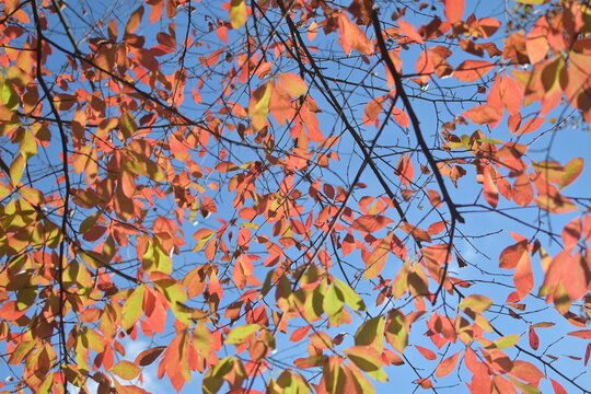 fall leaves 