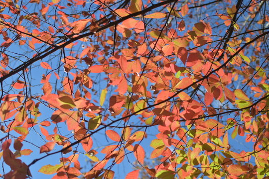 fall leaves 