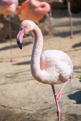 Pink flamingos in the water on the beach