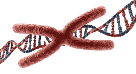 Microscopic view of a human chromosome intertwined with a DNA double helix, illustrating the fundamental building blocks of genetics and heredity in a vibrant, scientifically accurate 3D render