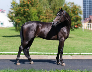 Black horse. A thoroughbred horse of the Oryol Trotter breed. Harness racing. Trotting horse race. Side view. In full growth