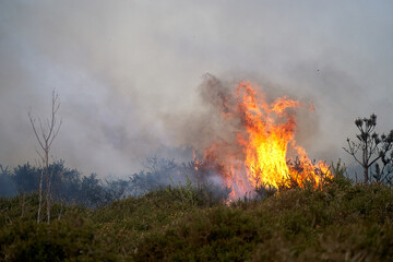 Wildfires fire burning with a lot of smoke, firefighters
