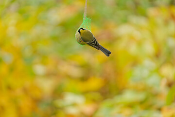 Parus major visiting a hanging bird feeder in a backyard, soft foliage background