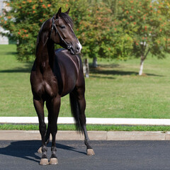 Black horse. A thoroughbred horse of the Oryol Trotter breed. Harness racing. Trotting horse race. Front view. In full growth