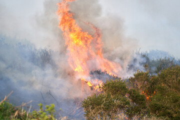 Wildfires fire burning with a lot of smoke, firefighters