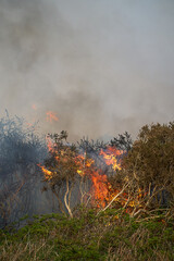 Wildfires fire burning with a lot of smoke, firefighters