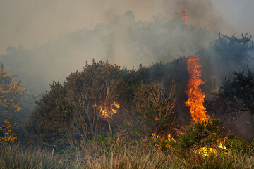 Wildfires fire burning with a lot of smoke, firefighters