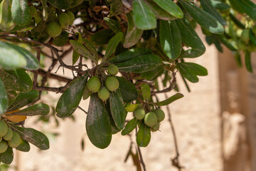 A close-up shot features a plant with numerous small, round, unripe green fruits nestled among its dark green leaves, against a blurred light-colored background.
