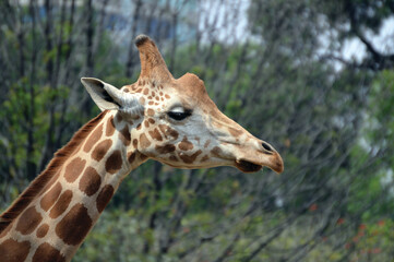 giraffe in the zoo