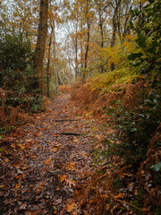 Autumn Forest Paths and Winding Roads in National Trust Hawksmoor, Staffordshire, UK