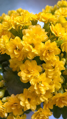 Fototapeta premium Close-up of the yellow Fortune Flower (Calandiva). The cluster of double blooms in a vibrant yellow hue shines over the succulent, fleshy leaves. The soft background adds emphasis.