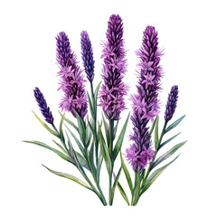 Fototapeta premium Liatris Flower, watercolor painting vector, isolated on a white background.