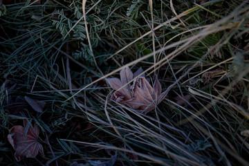 霜がついた落ち葉