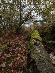 Fototapeta premium Autumn Forest Paths and Winding Roads in National Trust Hawksmoor, Staffordshire, UK