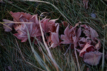 霜がついた落ち葉