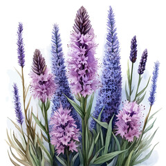 Naklejka premium Liatris Flower, watercolor drawing vector, isolated on a white background.