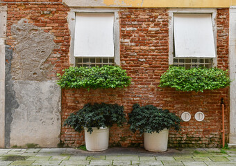 Exterior of an old brick building with a pair of windows shaded by white exterior curtains, ivy plants (Hedera helix) on windowsills and pittosporum (Pittosporum tobira) in pots, Venice, Veneto, Italy