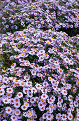 small lilac asters blooming profusely among green leaves
