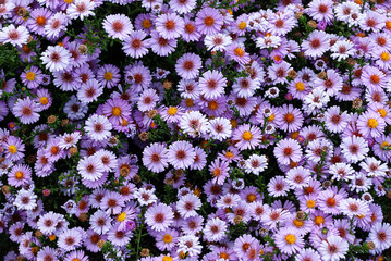 small lilac asters blooming profusely among green leaves