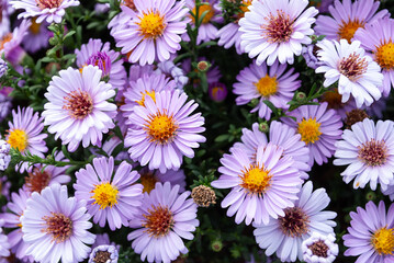 small lilac asters blooming profusely among green leaves
