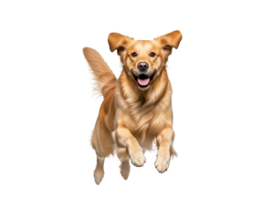 Energetic dog demonstrating agility activity intended for veterinary clinic promotions, pet shop event invitations, dog training service leaflets, and animal health awareness campaigns