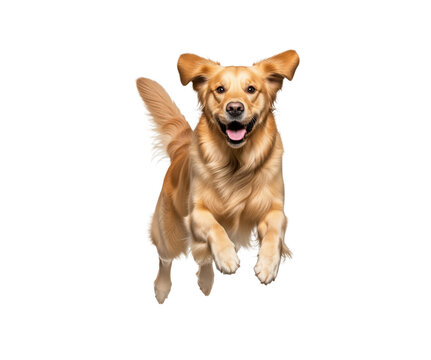 Energetic dog demonstrating agility activity intended for veterinary clinic promotions, pet shop event invitations, dog training service leaflets, and animal health awareness campaigns
