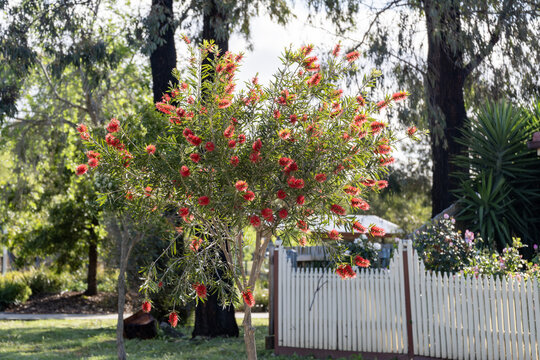 A young bottlebrush tree (Callistemon) with vibrant red flowers blooming in a suburban street in Melbourne Australia. A typical Australian residential landscape with native plants in local community