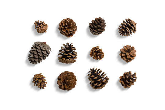 Collection of various pine cones isolated on a transparent background, PNG. High resolution. Conifer cones of different shapes and sizes, composition for autumn, winter, Christmas design concept. - Powered by Adobe