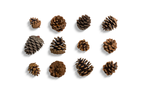 Collection of various pine cones isolated on a transparent background, PNG. High resolution. Conifer cones of different shapes and sizes, composition for autumn, winter, Christmas design concept.