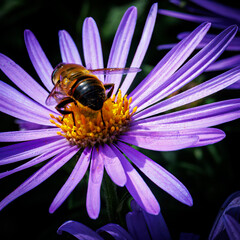 bee on a purple flower