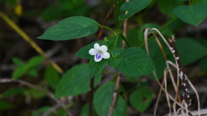 Tiny white flower with small purple blooms in the middle