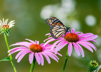 Monarch butterfly on bright purple coneflowers in the sun, July in Waukesha County, Wisconsin.